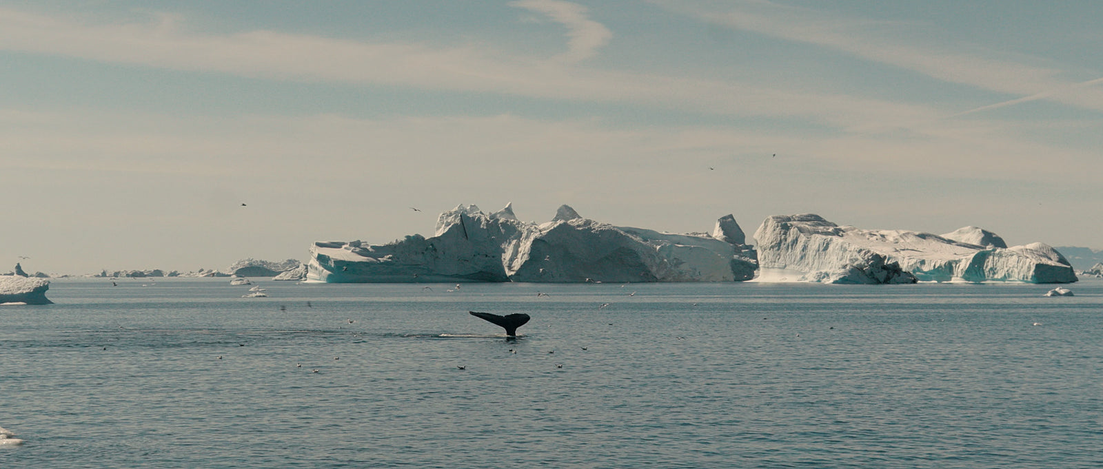 Ballenas observadas durante una expedición en Groenlandia